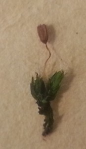 Grimmia pulvinata sporophyte in which our spores were taken from. This sample is from the UBC Herbarium at the Beaty Biodiversity Museum. 