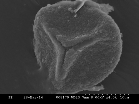 Sphagnum capillifolium spore (click to enlarge)